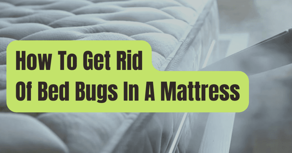 How To Get Rid Of Bed Bugs In A Mattress? RVing Beginner